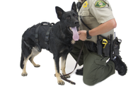CMC K9 Proseries Rappel Harness, rappel harness for working dogs, alternate view - imagen 2